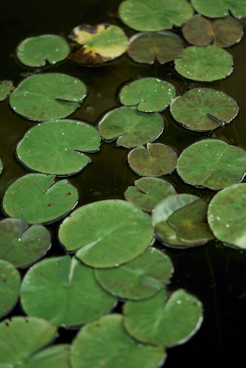 A bunch of water lilies floating on top of a body of water