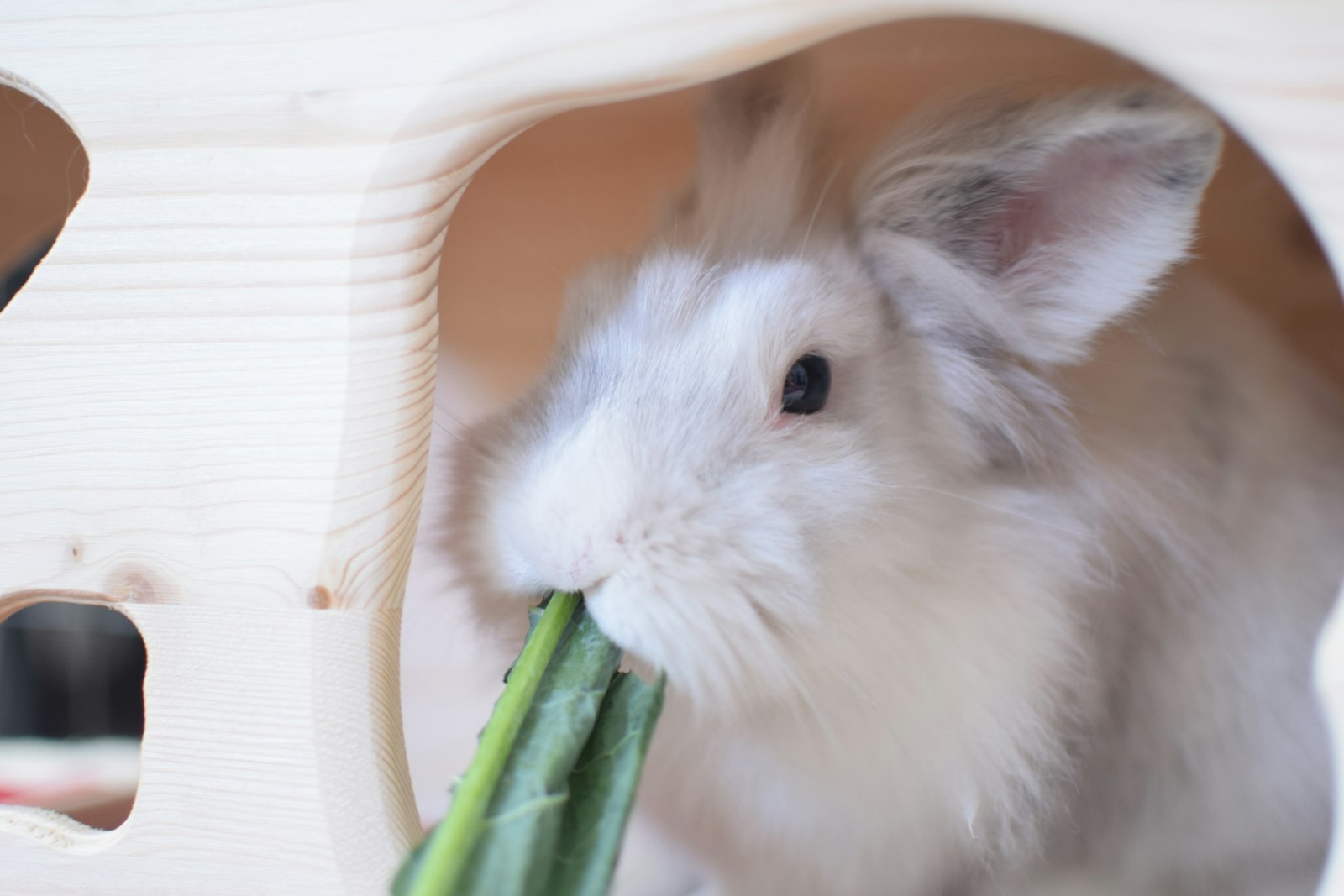 a small white rabbit eating a green piece of food