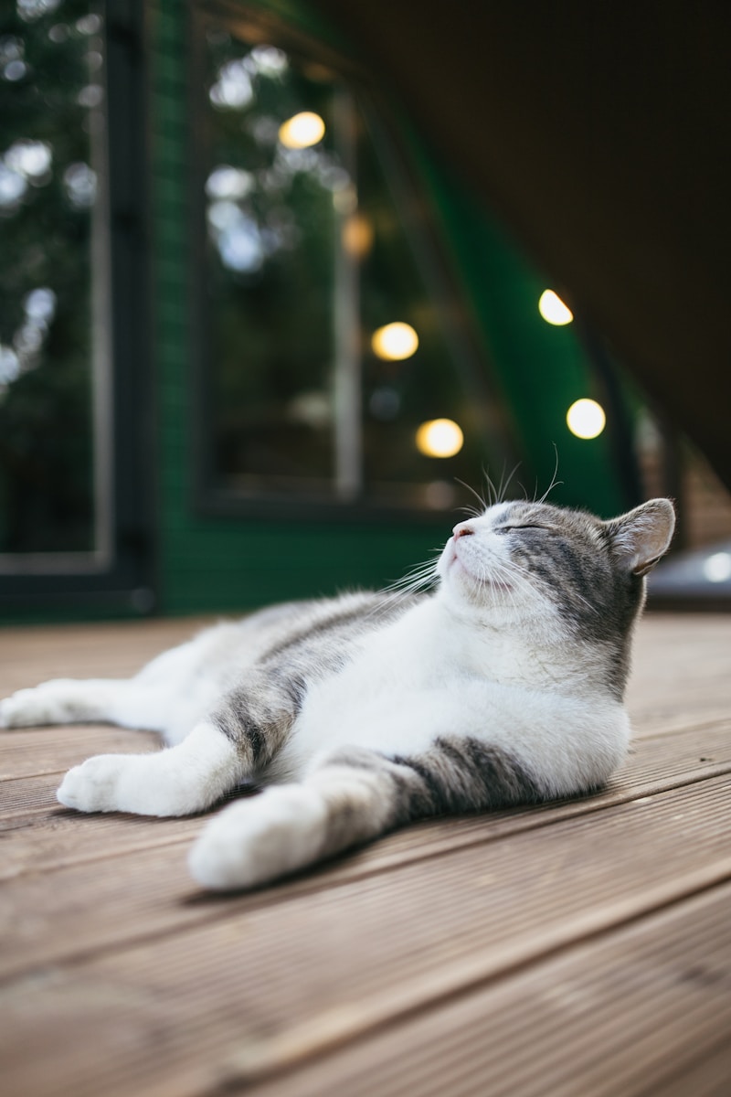 A gray and white cat laying on top of a wooden floor