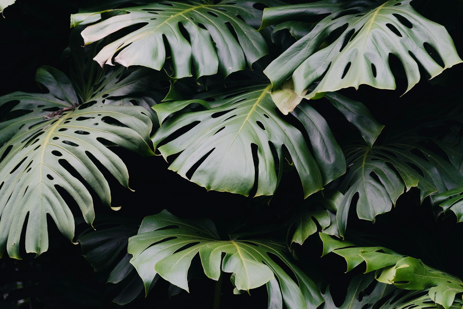 A close up of a large green leafy plant